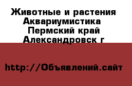 Животные и растения Аквариумистика. Пермский край,Александровск г.